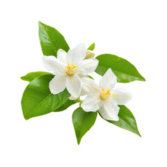 Naklejka premium Two white flowers with green leaves on a transparent background