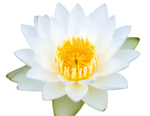 White lotus flower with a yellow center, on a transparent background.