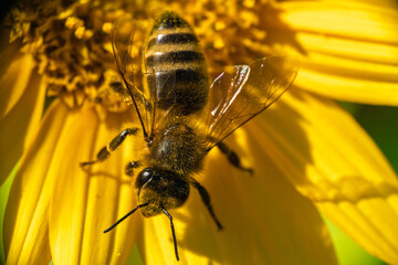 Honey bee close-up on bright yellow flower collecting nectar and pollen