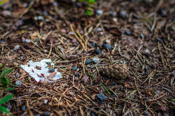 A dry pine cone lies among twigs, gravel, and a torn piece of litter on the forest floor, showing human impact in nature.
