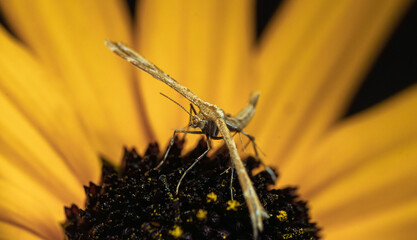Macro shot of plume moth perched on the center of a yellow flower