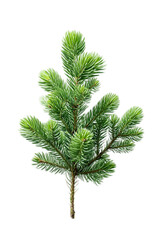 Evergreen branch isolated on a transparent background, vibrant green needles evoke a sense of freshness, perfect for holiday-themed designs and nature concepts