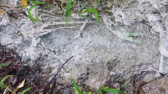 A mineral stream on slope of volcano with abundance of calcium-containing salt, gypsum-like sediment. The plants are covered with white salt. Sulawesi Island. Indonesia
