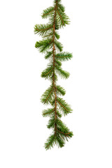 Evergreen branch isolated on a transparent background, perfect for holiday decorations, evokes a festive and natural ambiance, ideal for Christmas themes
