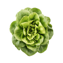 Fresh green lettuce isolated on a transparent background, vibrant leafy texture ideal for healthy eating concepts, perfect for springtime salad recipes