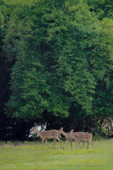 Obraz premium some deer in a meadow with tree leaves in the background