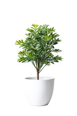 Vibrant green potted plant isolated on a transparent background, perfect for home decor inspiration, evokes a sense of tranquility and nature indoors
