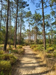 Sandy path of Fishermen's trail leading through forest