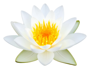 White lotus flower with a yellow center, on a transparent background.