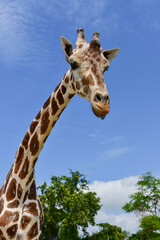 head giraffe in the wild