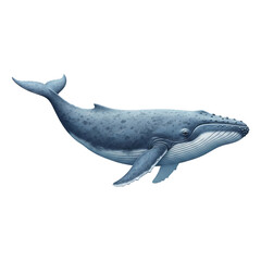 Whale illustration ocean creature marine life aquatic animal blue whale mammal sea life wildlife art drawing on transparent background