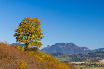 Beautiful autumn landscape with a lonely tree with yellow leaves, Slovakia mountains and blue sky