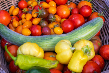 Homegrown Harvest – Armenian Cucumber, Tomatoes, and Peppers in a Wicker Basket