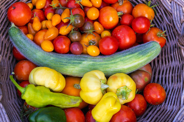 Homegrown Harvest – Armenian Cucumber, Tomatoes, and Peppers in a Wicker Basket