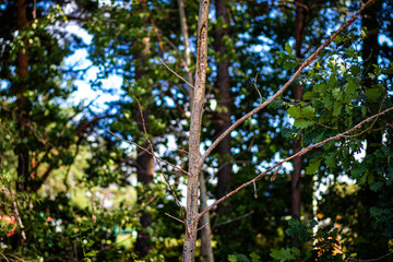Obraz premium A slender young tree with few branches stands among dense green foliage in a sunlit forest during summer.