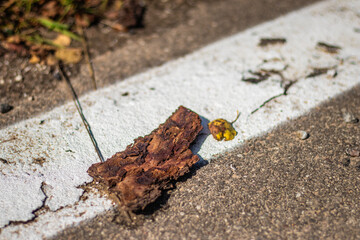 A dry piece of tree bark lies on a faded white road marking, surrounded by asphalt and scattered debris under sunlight.