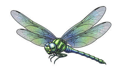 Colorful dragonfly illustration on black background