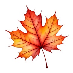 Fototapeta premium Single Red Orange Autumn Maple Leaf Watercolor Illustration 1