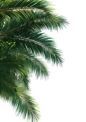 Fototapeta premium Close-up of palm fronds. Lush green fronds with fine details, a portion of a larger plant