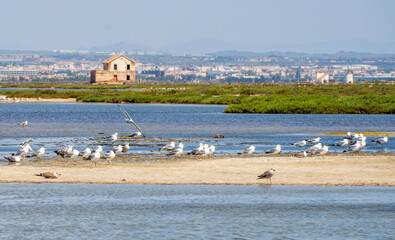 Building of "enca&ntilde;izada" in "Las Salinas y Arenales de San Pedro del Pinatar" Regional Park and seagulls in the foreground from the end of "La Manga del Mar Menor" 