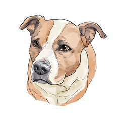 Hand Drawn Watercolor Illustration of Pitbull Dog Portrait Isolated on White