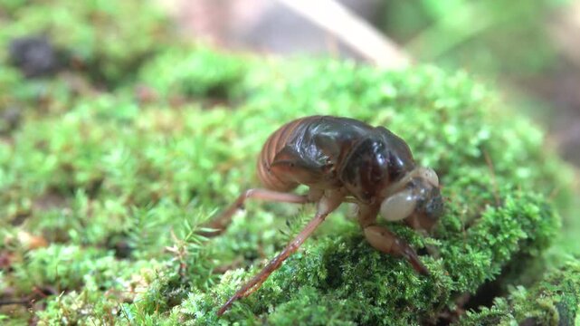Probably a cicada larva with powerful claws. Rain Forest of Sulawesi Island indonesia