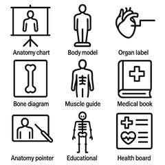 Anatomy Tools Icons. Line style icons of common anatomy tools: anatomy chart, body model, organ label, bone diagram, muscle guide,