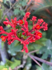 red and white flowers