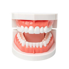 Obraz premium Dental model isolated on transparent background
