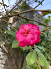 Obraz premium Beautiful summer flowering pink roses - Rosa 'Princess Ann'