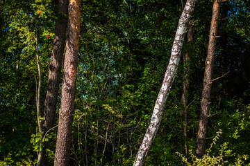 White birch tree leans among tall pine trunks in a lush green forest, illuminated by sunlight filtering through dense foliage.