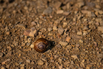 A small brown snail with a spiral shell moves slowly across a sunlit gravel surface with scattered rocks and pebbles.