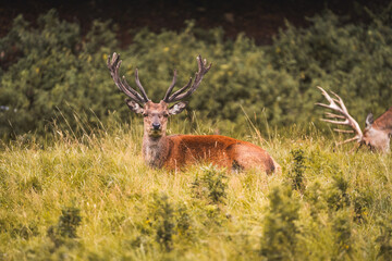 deer in the woods