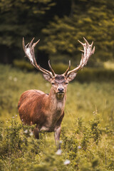 deer in the woods