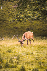 deer in the woods