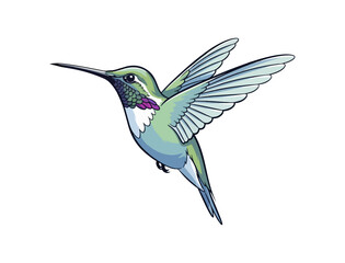 Fototapeta premium Hummingbird in flight illustration