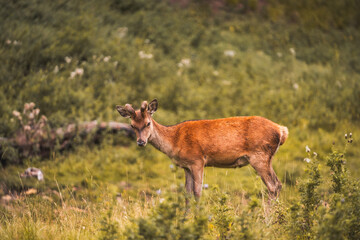 deer in the woods