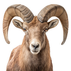 Obraz premium Bighorn ram head isolated on transparent background