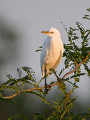 White egret among green leaves