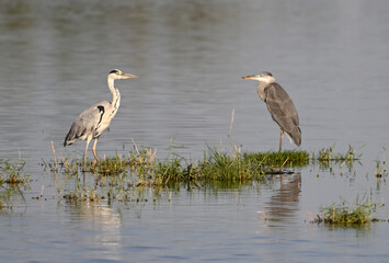 Heron encounter in calm waters
