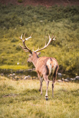 deer in the woods