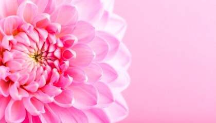 Close-up of a delicate pink dahlia