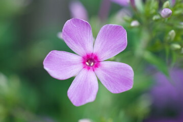 closeup purple phlox in a garden
