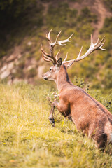deer in the woods