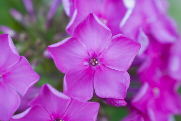 closeup purple phlox in a garden