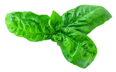 Basil isolated. Organic Basil  leaves on white background. Food ingredient, sweetbasil Top view. Flat lay.