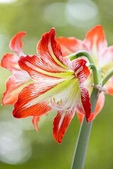 Vibrant Striped Amaryllis Blossoming in Garden