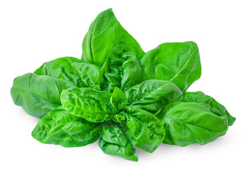 Basil isolated. Organic Basil  leaves on white background. Food ingredient, sweetbasil Top view. Flat lay.