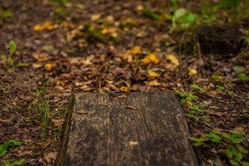 Weathered wooden plank pathway covered with dry leaves and surrounded by forest ground vegetation in a natural autumn setting.