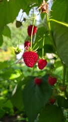 wild strawberry on a bush